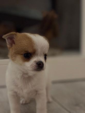 Chihuahua Welpe Weibchen