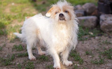 Kleiner Senior Wolke