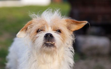 Kleiner Senior Wolke