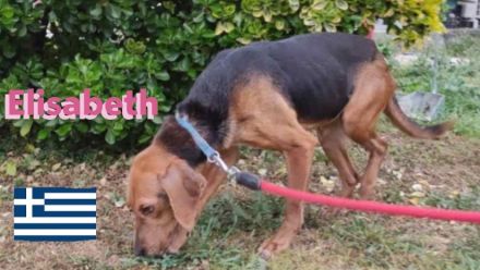 Elisabeht, 01/21 - sportliche junge Hündin sucht aktive Familie