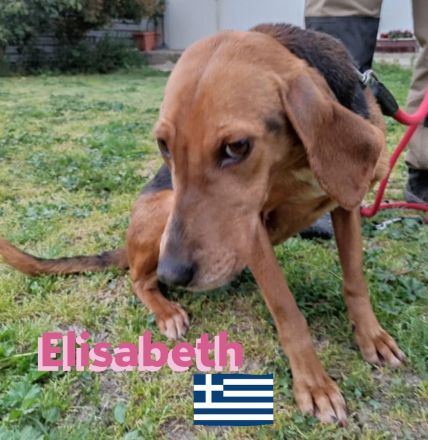 Elisabeht, 01/21 - sportliche junge Hündin sucht aktive Familie