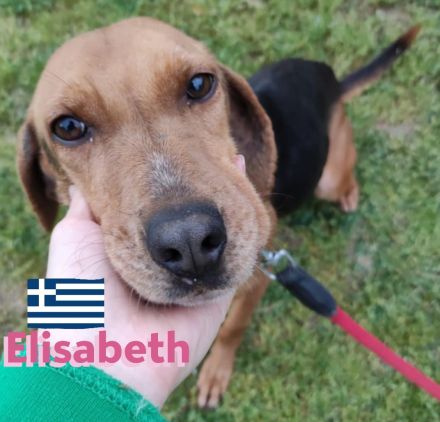 Elisabeht, 01/21 - sportliche junge Hündin sucht aktive Familie