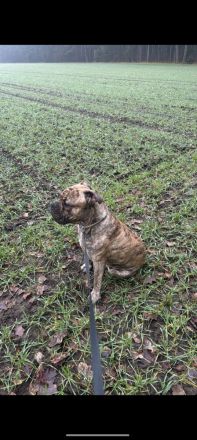 Olde English Bulldogge Buddy