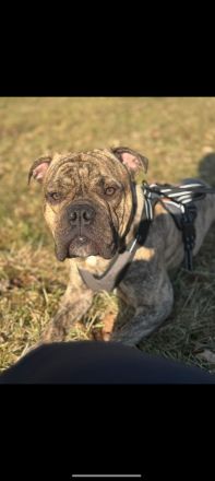 Olde English Bulldogge Buddy