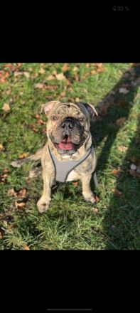 Olde English Bulldogge Buddy