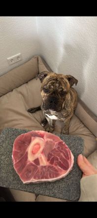 Olde English Bulldogge Buddy