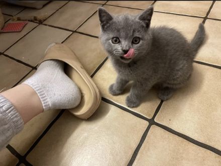 Britische Kurzhaar kitten