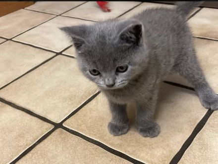 Britische Kurzhaar kitten