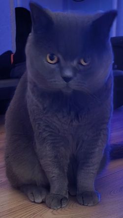 Britisch Kurzhaar kater Reinrassig