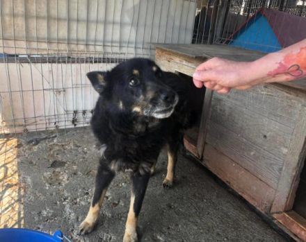 Gnadenplatz für Jargo gesucht - Geborgenheit und ein Körbchen