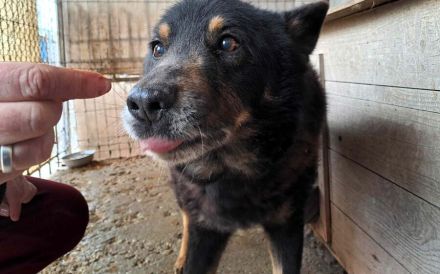 Gnadenplatz für Jargo gesucht - Geborgenheit und ein Körbchen
