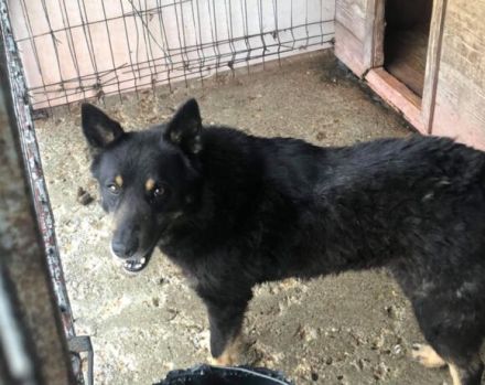 Gnadenplatz für Jargo gesucht - Geborgenheit und ein Körbchen