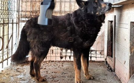 Gnadenplatz für Jargo gesucht - Geborgenheit und ein Körbchen