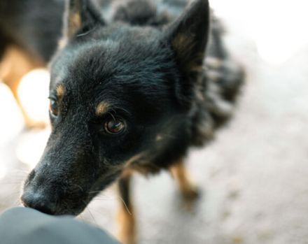 Gnadenplatz für Jargo gesucht - Geborgenheit und ein Körbchen
