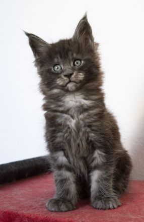 Maine Coon Kätzchen