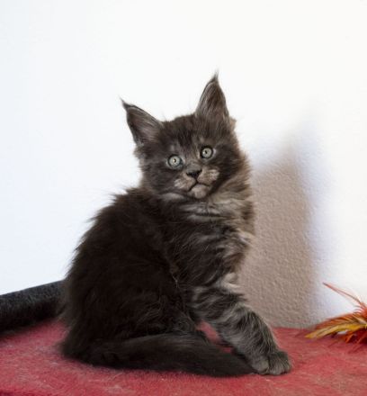 Maine Coon Kätzchen