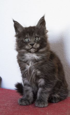 Maine Coon Kätzchen