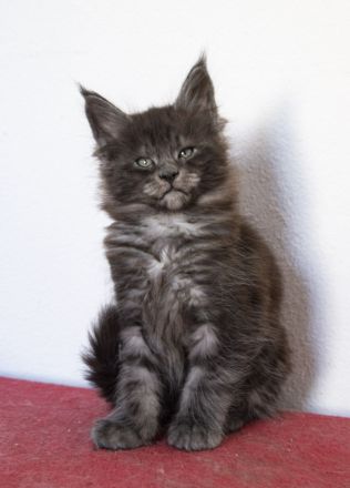 Maine Coon Kätzchen