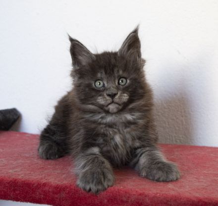 Maine Coon Kätzchen