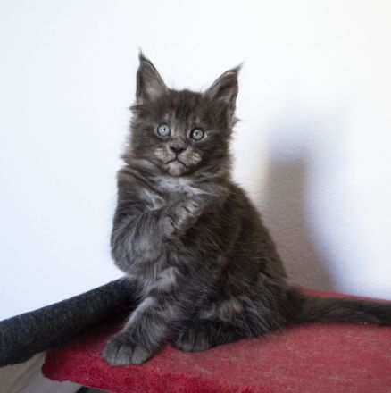 Maine Coon Kätzchen