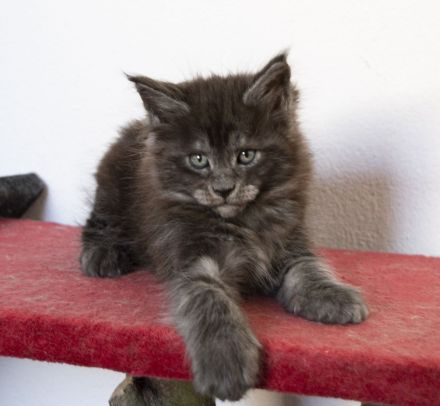 Maine Coon Kätzchen