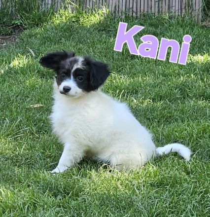 Papillon Welpen suchen ihre neue Familie