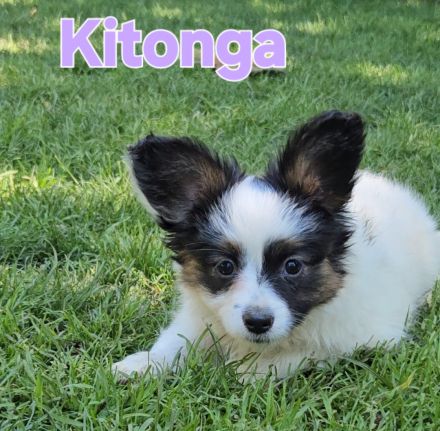 Papillon Welpen suchen ihre neue Familie