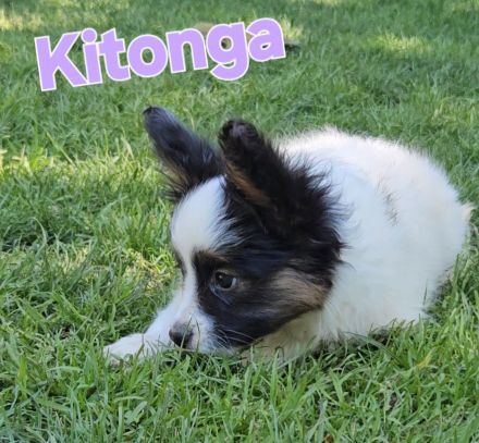 Papillon Welpen suchen ihre neue Familie