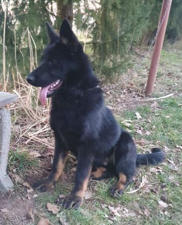 Junger Deutscher Schäferhund 6 Monate, schwarz mit Abzeichnen