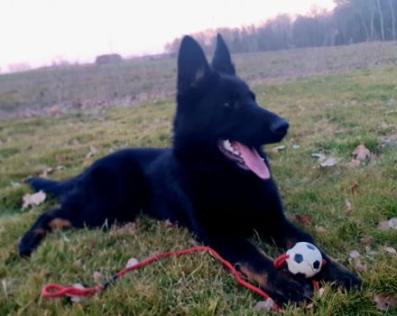 Junger Deutscher Schäferhund 6 Monate, schwarz mit Abzeichnen