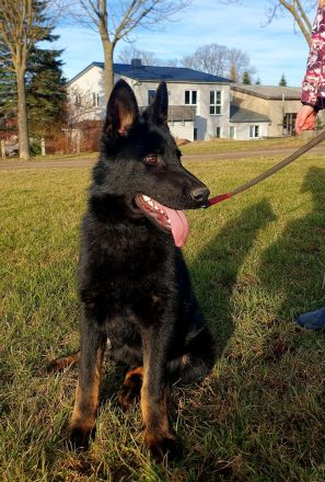 Junger Deutscher Schäferhund 6 Monate, schwarz mit Abzeichnen