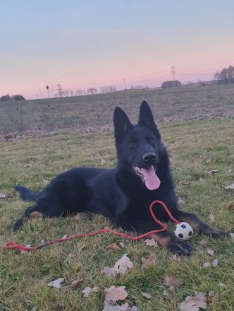 Junger Deutscher Schäferhund 6 Monate, schwarz mit Abzeichnen