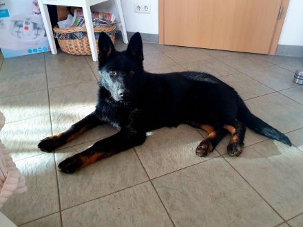 Junger Deutscher Schäferhund 6 Monate, schwarz mit Abzeichnen