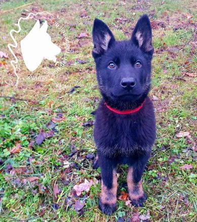 Junger Deutscher Schäferhund 6 Monate, schwarz mit Abzeichnen