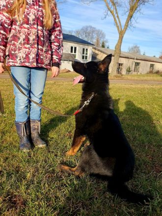 Junger Deutscher Schäferhund 6 Monate, schwarz mit Abzeichnen