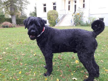 Schwarzer Russischer Terrier gesucht