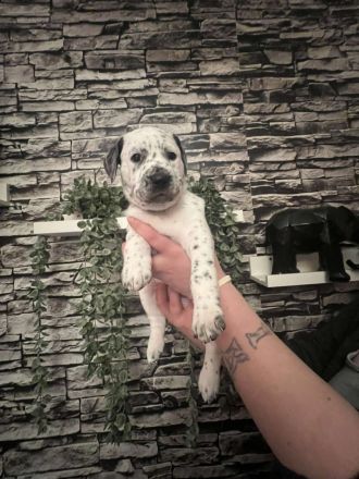 Dalmatiner Mix Welpen abzugeben