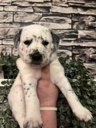 Dalmatiner Mix Welpen abzugeben
