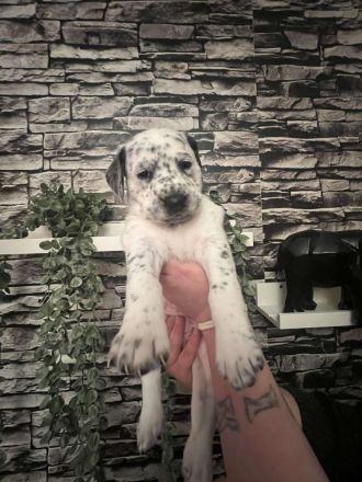 Dalmatiner Mix Welpen abzugeben