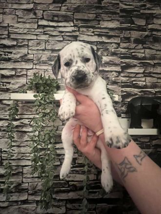 Dalmatiner Mix Welpen abzugeben