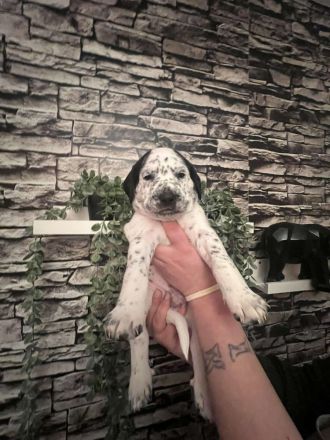 Dalmatiner Mix Welpen abzugeben