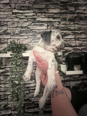 Dalmatiner Mix Welpen abzugeben