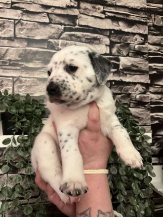 Dalmatiner Mix Welpen abzugeben