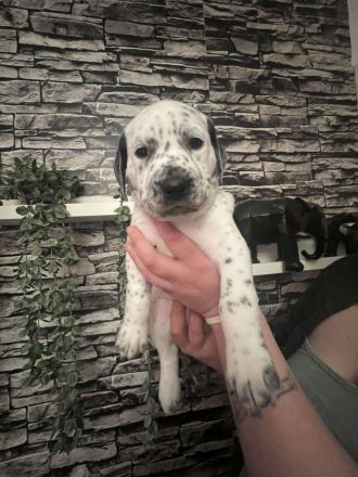 Dalmatiner Mix Welpen abzugeben