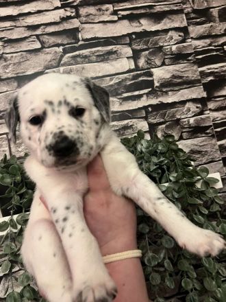 Dalmatiner Mix Welpen abzugeben