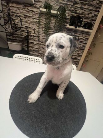 Dalmatiner Mix Welpen abzugeben