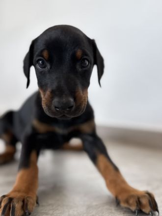 Dobermann-Aussie-Designerhundewelpen