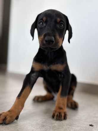 Dobermann-Aussie-Designerhundewelpen
