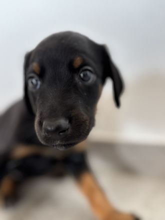 Dobermann-Aussie-Designerhundewelpen