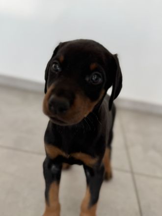 Dobermann-Aussie-Designerhundewelpen